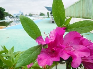 福生市営プールの花